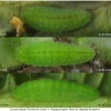 lyc dispar larva4 volg11